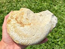 texas ammonites for sale  Coppell
