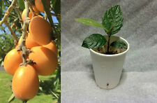 Japanese golden loquat for sale  Fresno