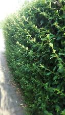 Liguster hecke ligusterhecke gebraucht kaufen  Sonsbeck