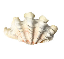 Clam shell tridacna for sale  Hollywood