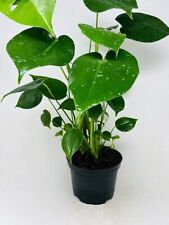 Philodendron live plant for sale  Hacienda Heights