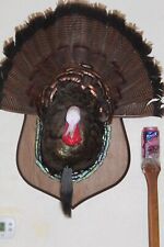 Turkey mount taxidermy for sale  Brandon