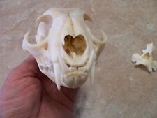 real animal skulls for sale  Milford