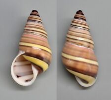 Used, Shells - Amphidromus calvinabbasi 29.5 mm.   land snail Indonesia - for sale  Shipping to South Africa