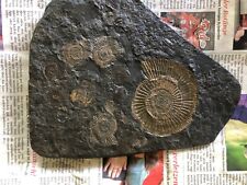 Fossilien ammoniten platten gebraucht kaufen  Ismaning