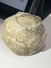 Fossilized clam shell for sale  Miami