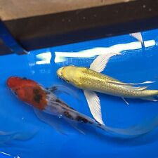 Butterfly koi stunning for sale  CREWE