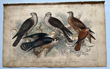 Peregrine falcon gyr for sale  HORNCASTLE