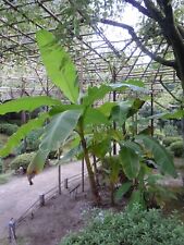 plants tree banana for sale  Yucaipa