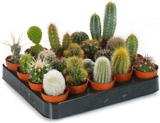 Set different cactus for sale  GLASGOW