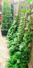 Malabar spinach poi for sale  UK