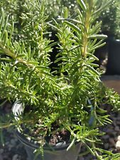 Trailing rosemary plant for sale  Mesa