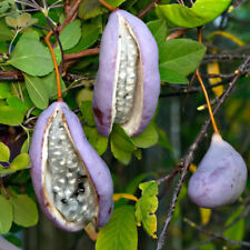 Semi akebia quinata usato  Trappeto