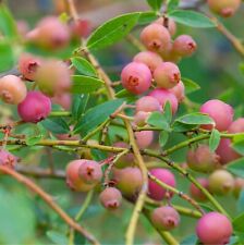 Blueberry bush pink for sale  GLASGOW