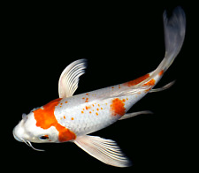 koi fish for sale  Lewisville