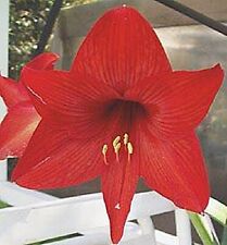 Red amaryllis hippeastrum for sale  Apopka