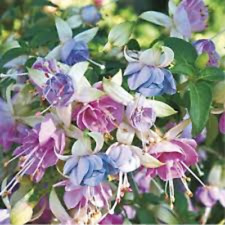 3  X  FUCHSIA    MOODY BLUES  PLUG PLANTS PRE ORDER FREE POSTAGE for sale  Shipping to South Africa