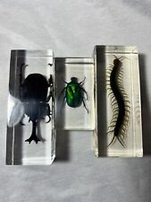 Insects beetles centipede for sale  Zionsville