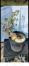 Pre bonsai biancospino usato  Lanuvio