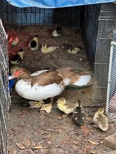 Muscovy duck hatching for sale  Lee
