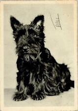 10143066 scottish terrier gebraucht kaufen  Deutschland