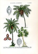 Angiosperms coconut date d'occasion  Saint-Cyprien