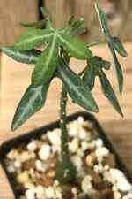 Used, Adenia Venenata 3 Seeds for sale  Shipping to South Africa