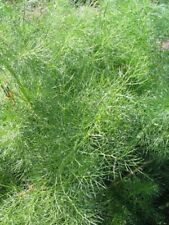 Fennel herb plant for sale  WORKSOP