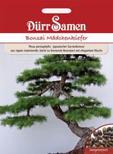 Dürr bonsai mädchenkiefer gebraucht kaufen  Elchesheim-Illingen