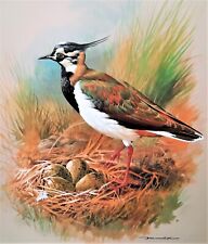 Lapwing nest. vintage for sale  NELSON