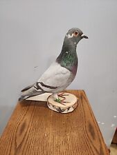 J174 grey pigeon for sale  Hinton