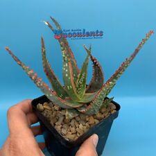 Aloe eas hybrid for sale  Austin