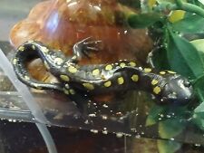 Yellow spotted salamander for sale  North Adams