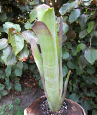 Bromeliad billbergia tweediean for sale  Miami