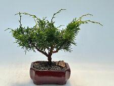 Shimpaku juniper bonsai for sale  Patchogue