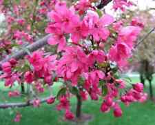 Prairifire crabapple seeds for sale  Spring City