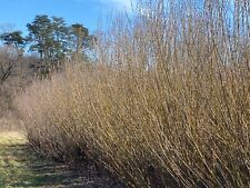 French pussy willow for sale  Chesterfield