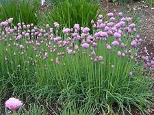 Herb chives 1600 for sale  SALISBURY