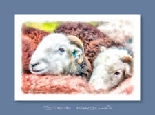 Herdwick sheep ewes for sale  MARYPORT