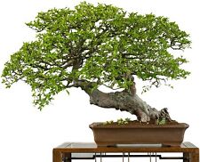 Seeds chinese elm for sale  Russell