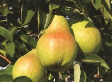 Pyrus williams pear for sale  KING'S LYNN