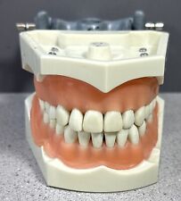 Modelo Columbia Dental Typodont com dentes removíveis R861/R862, usado comprar usado  Enviando para Brazil