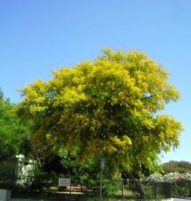 Acacia horrida mimosa usato  Torino