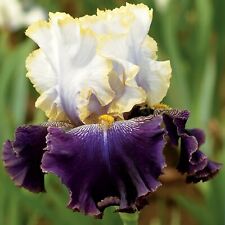 Slovak prince iris for sale  Summerville