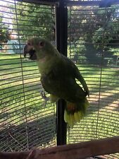 Amazon parrot cage for sale  Miami