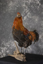 Leghorn rooster taxidermy for sale  Wrightstown