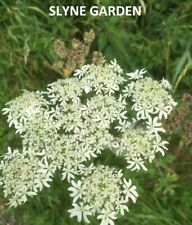 Cow parsley white for sale  CARNFORTH