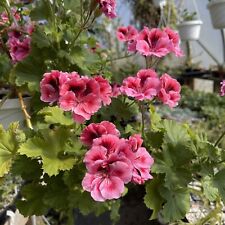 Pelargonium floral basket d'occasion  Expédié en Belgium