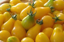 Yellow pear tomato for sale  Deltona