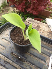 Hosta afterglow for sale  ABERAERON